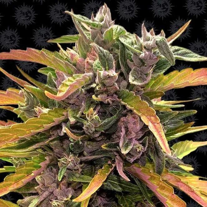 GG#4