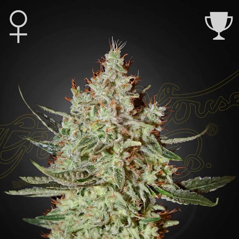GH Cheese