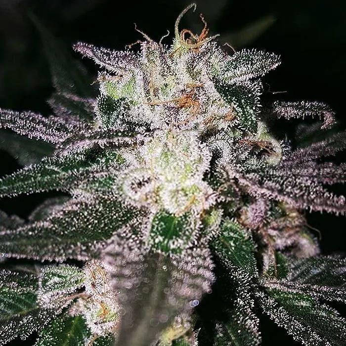 Gorilla Cookies