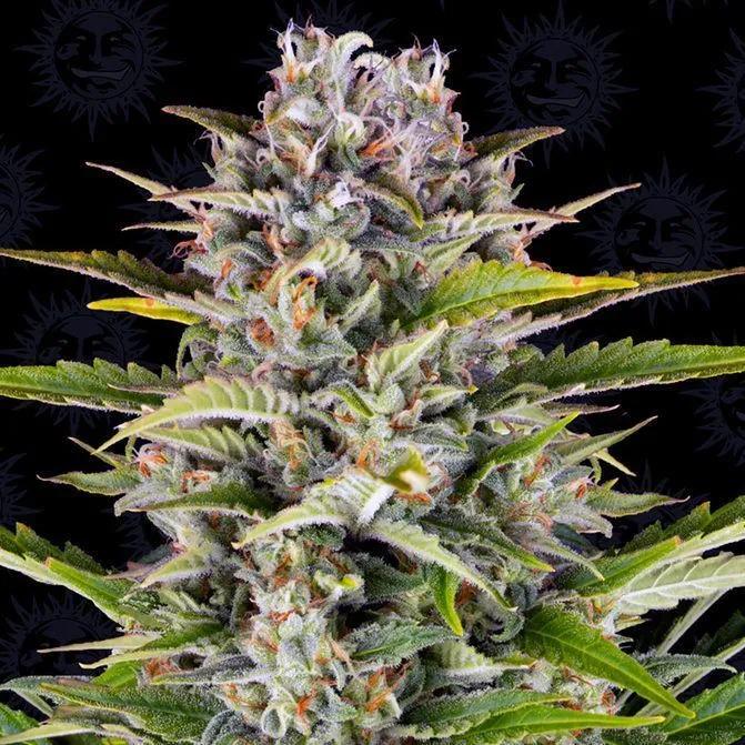 Gorilla Zkittlez Auto