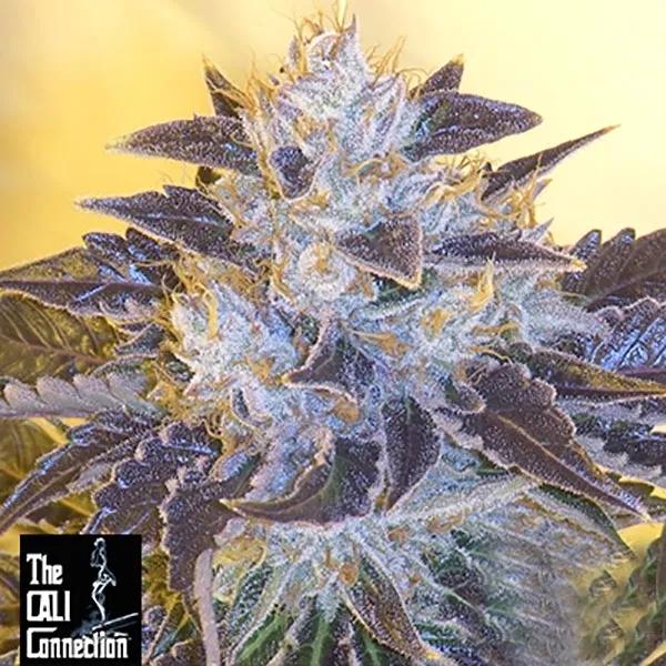 Grape OG
