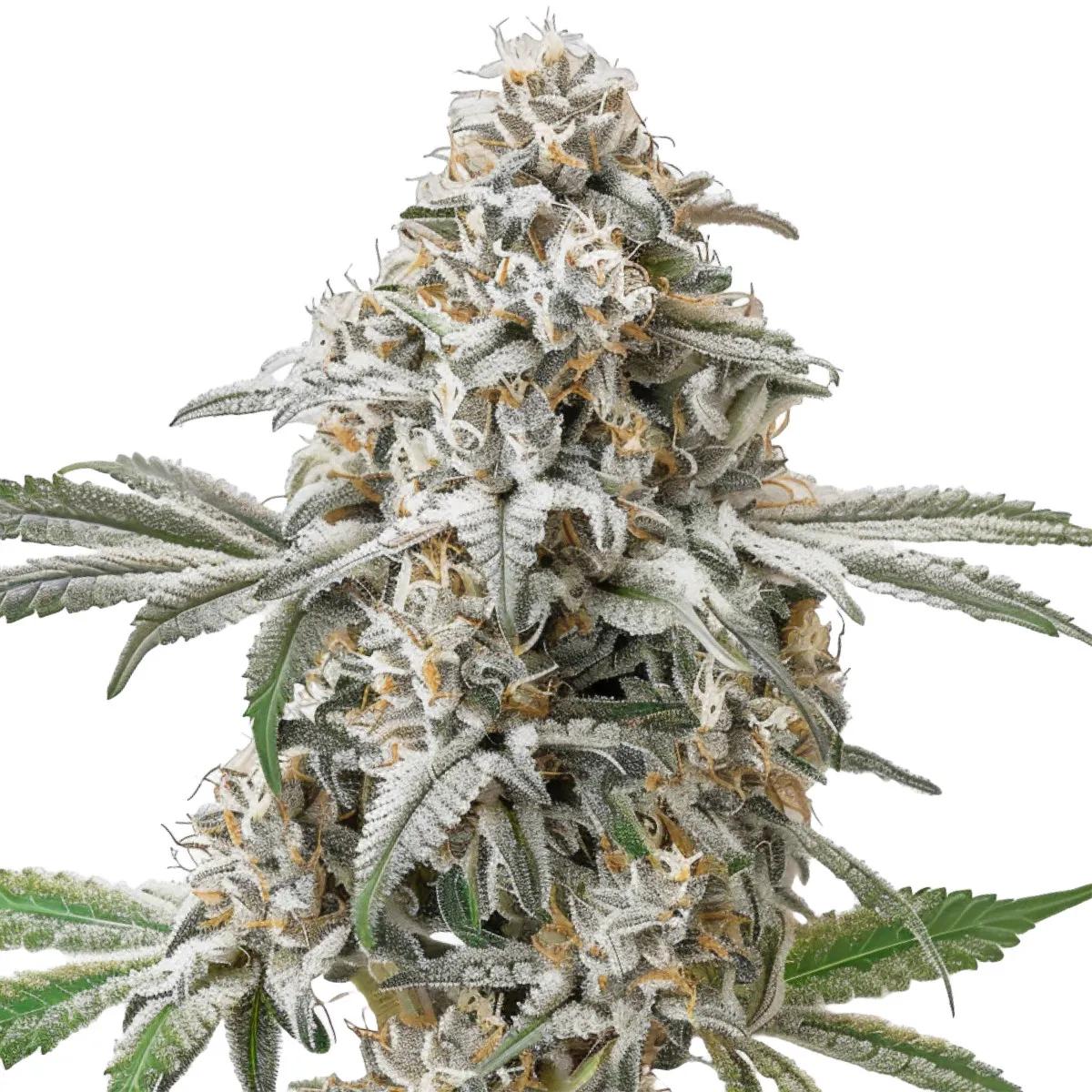 Green Crack