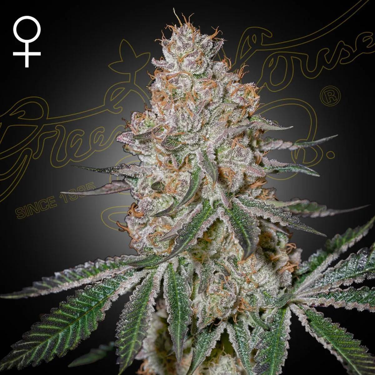 HighCloudZ