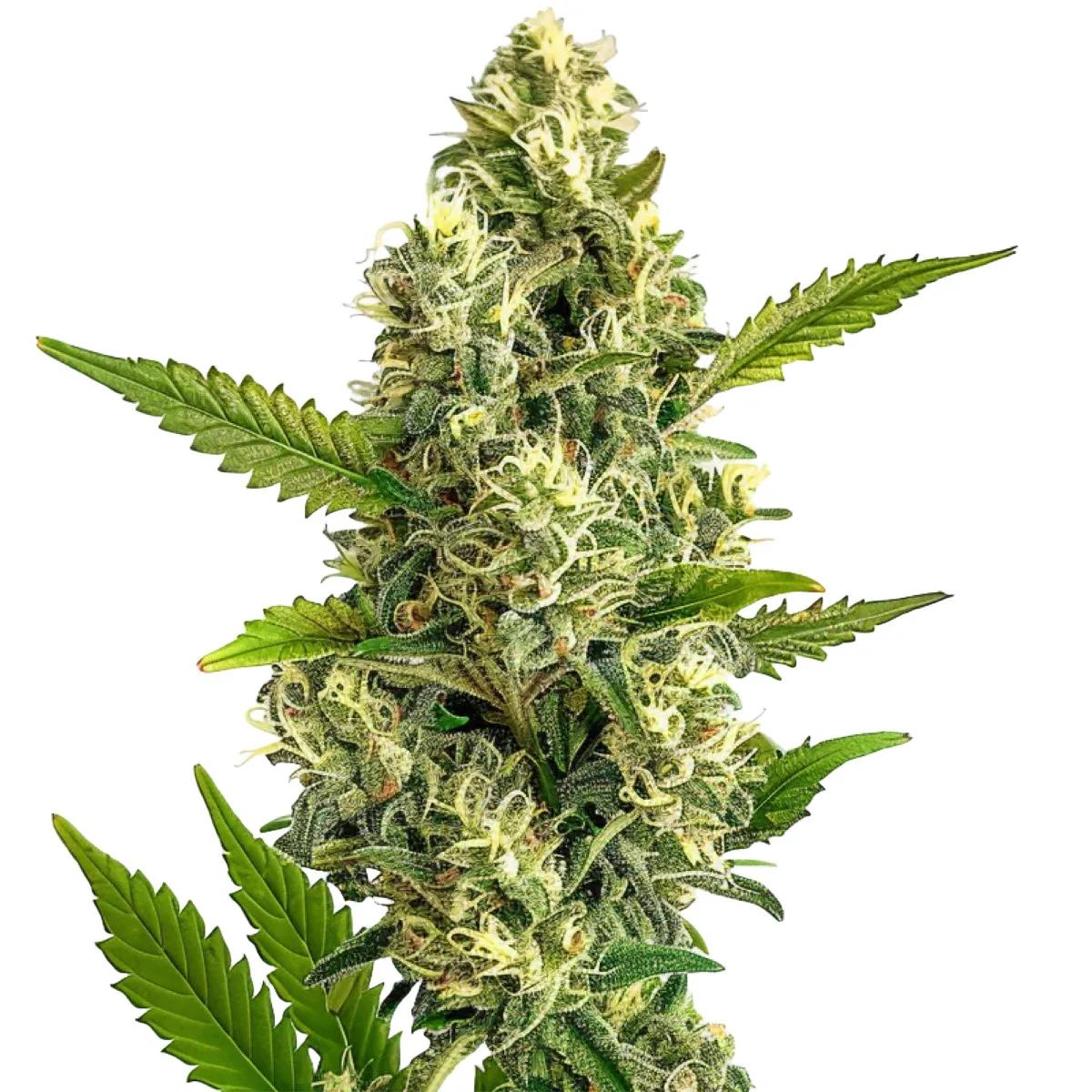 Jack Herer Auto