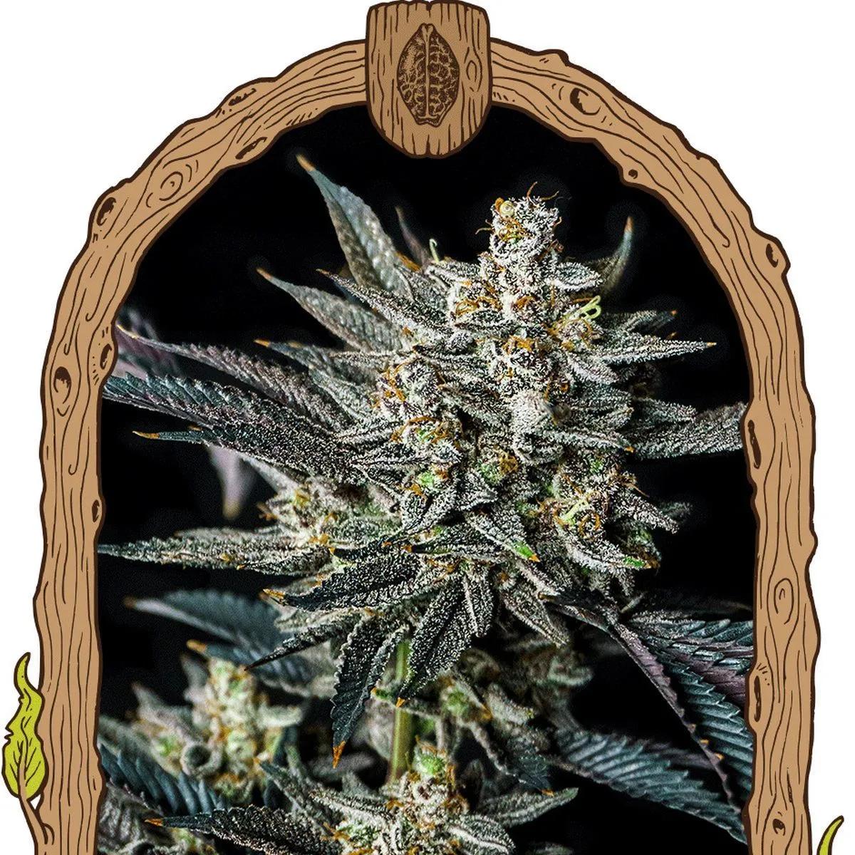 Jelly Bananen Auto (Exotic Seed)