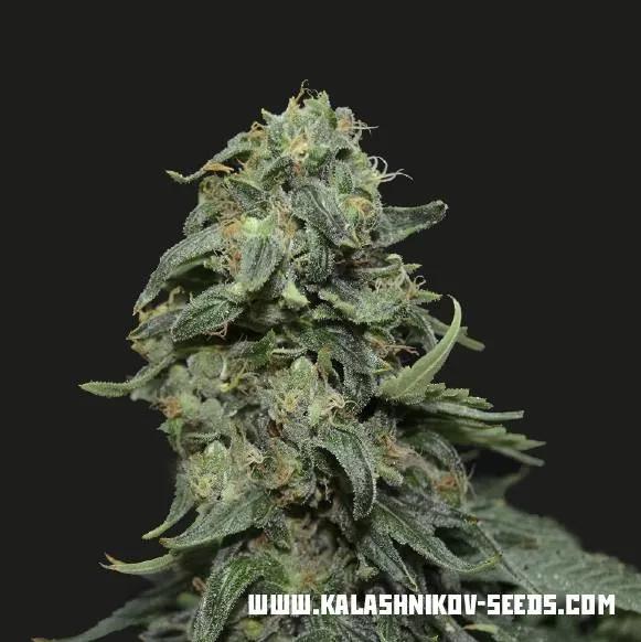 Kabul Express