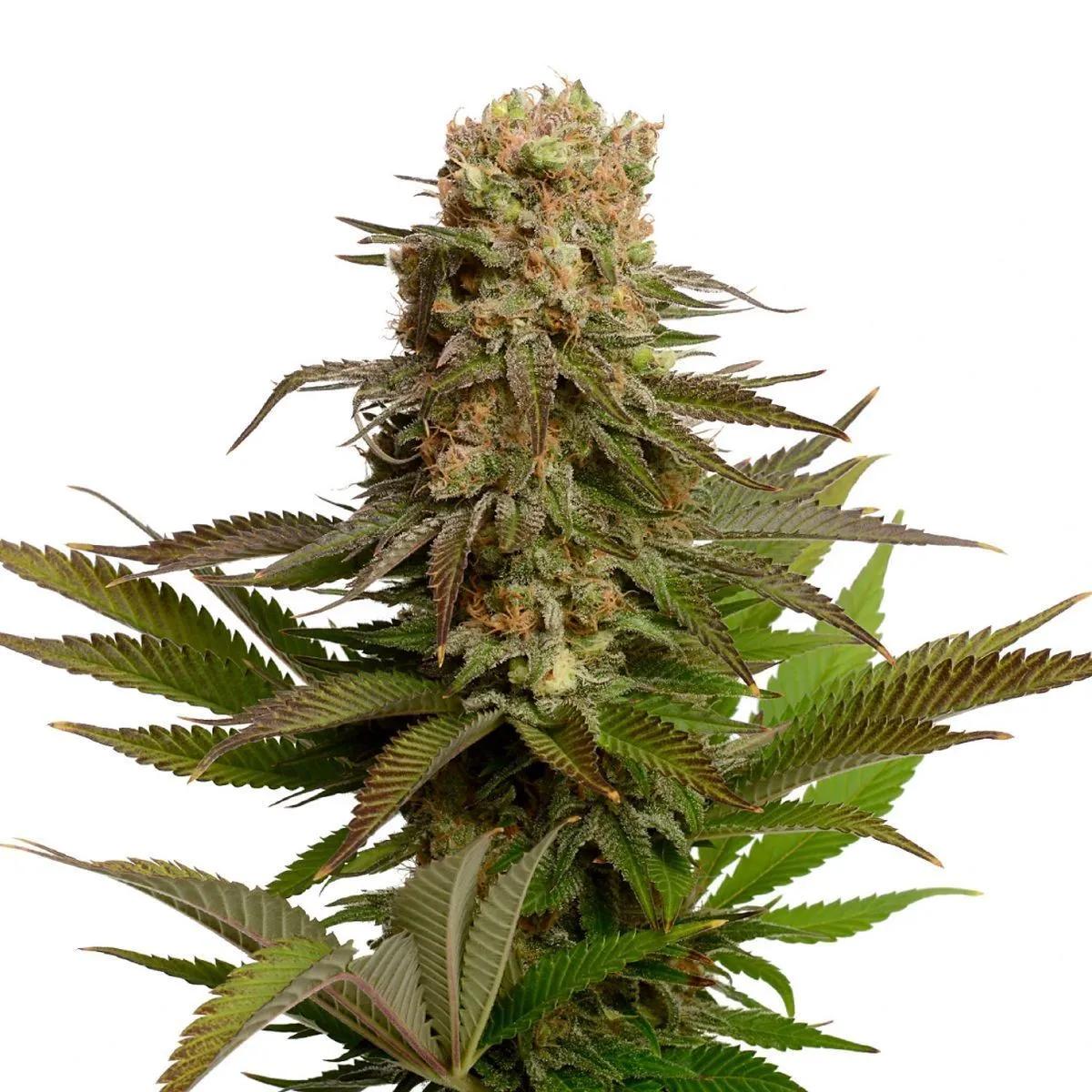 Kosher Choco Kush