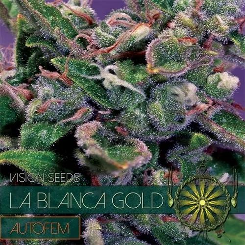 La Blanca Gold Autoflowering