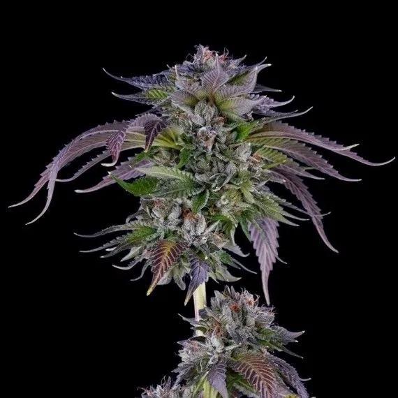 L.A. Confidential