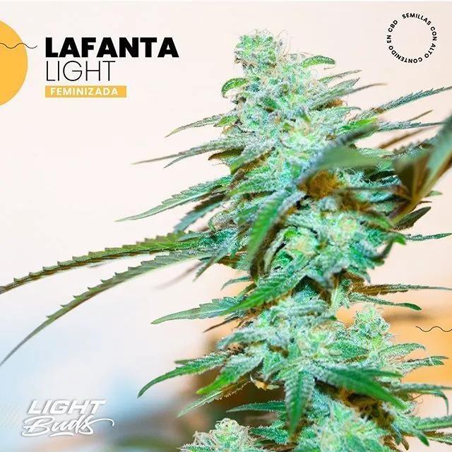 Lafanta Light
