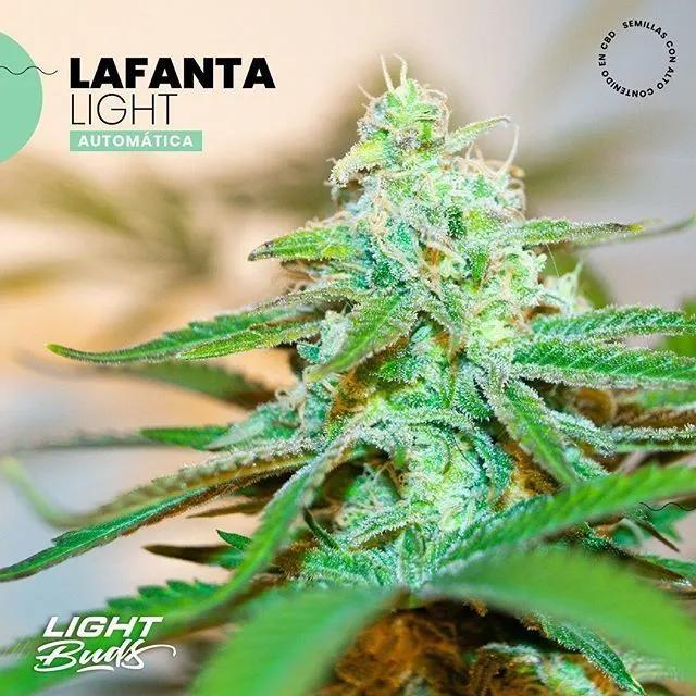 Lafanta Light Auto