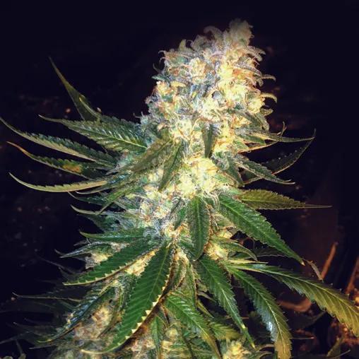 MassKush