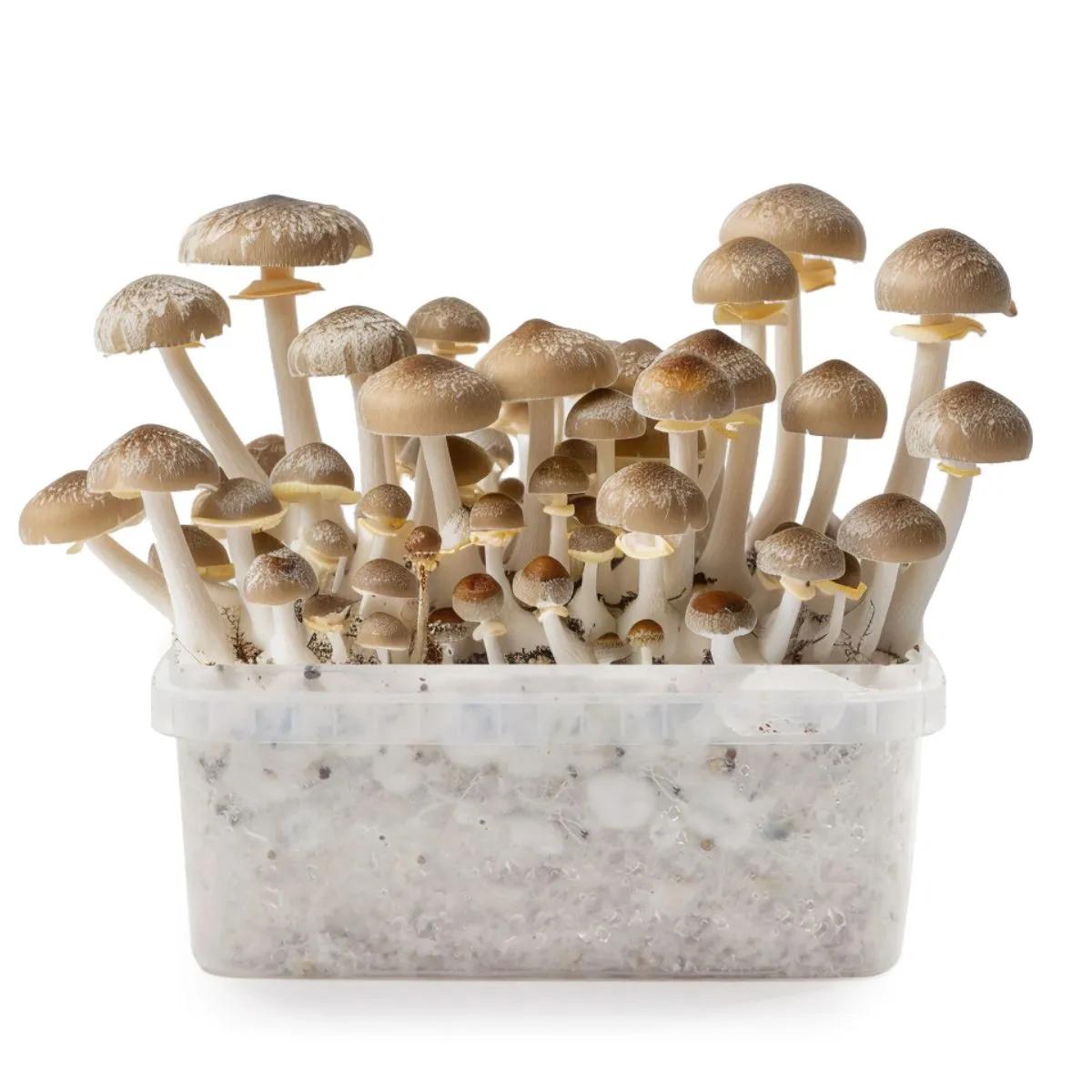 Mexican Magic Mushroom Grow Kit