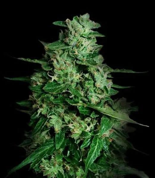 Northern Delights Auto