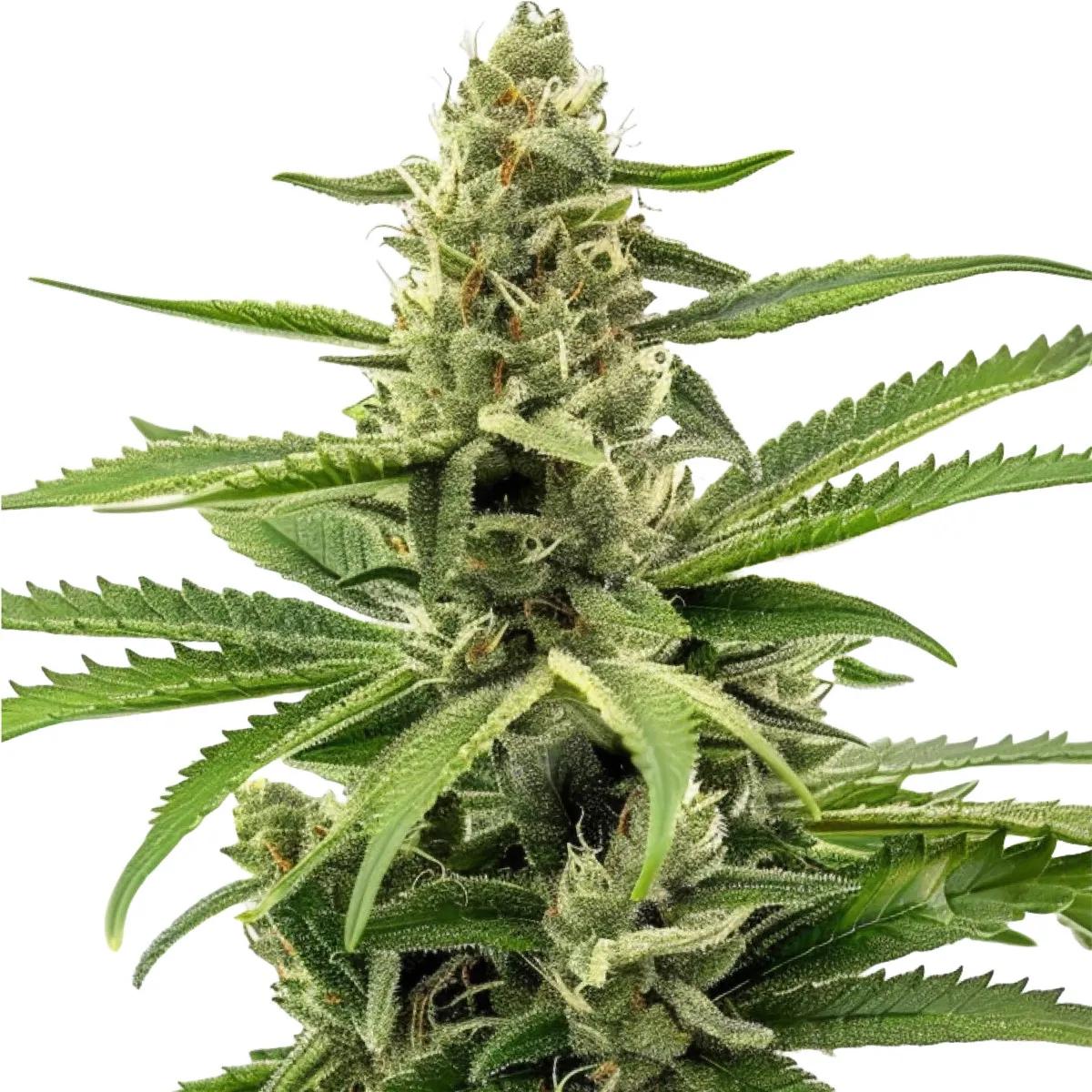 Northern Lights Auto