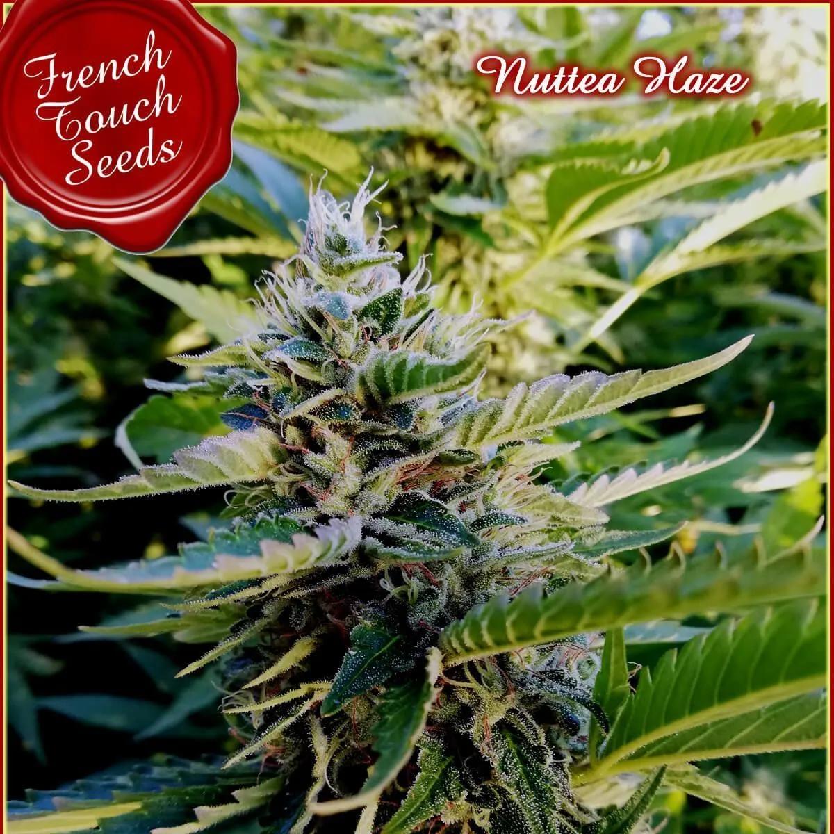 Nuttea Haze