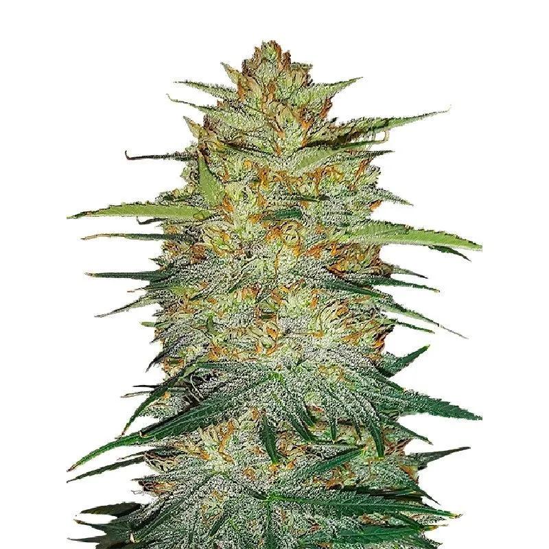 Original Auto OG Kush