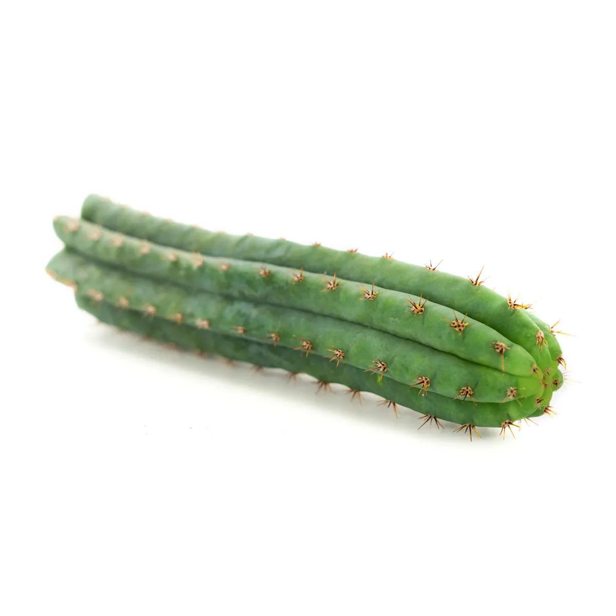 Peruanischer Säulenkaktus (Peruvian Torch)