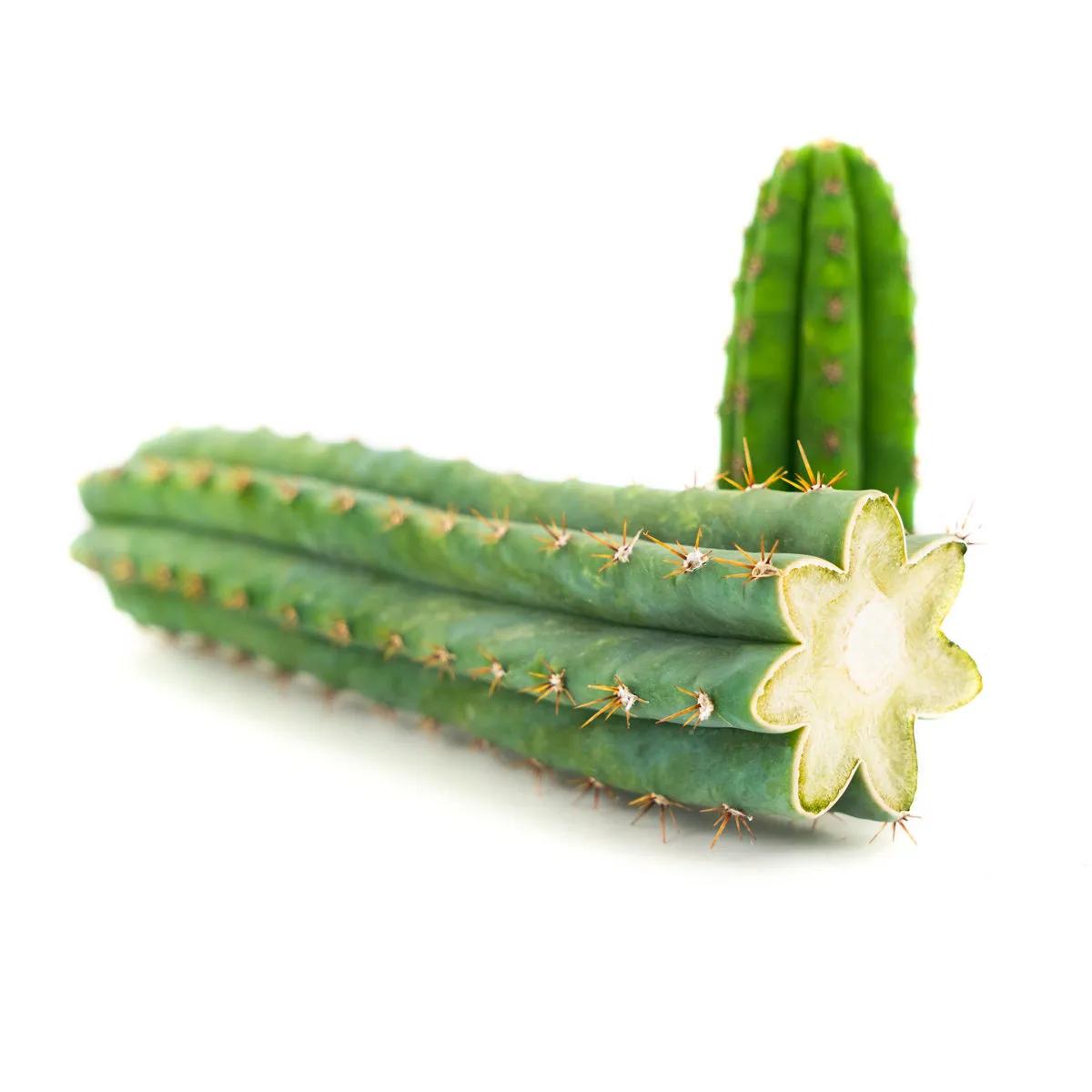 Peruanischer Säulenkaktus (Peruvian Torch)