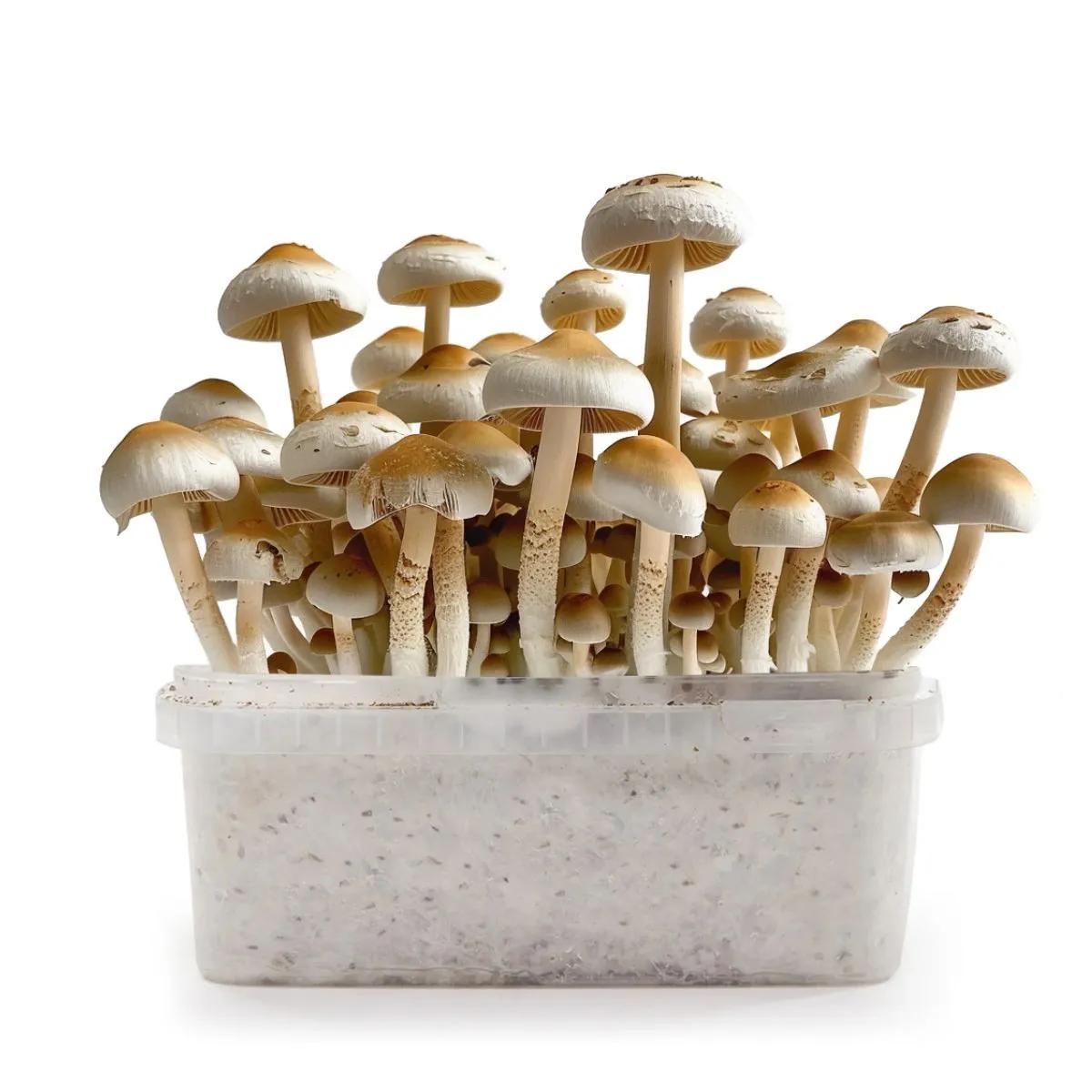 PES Amazonian Grow Kit