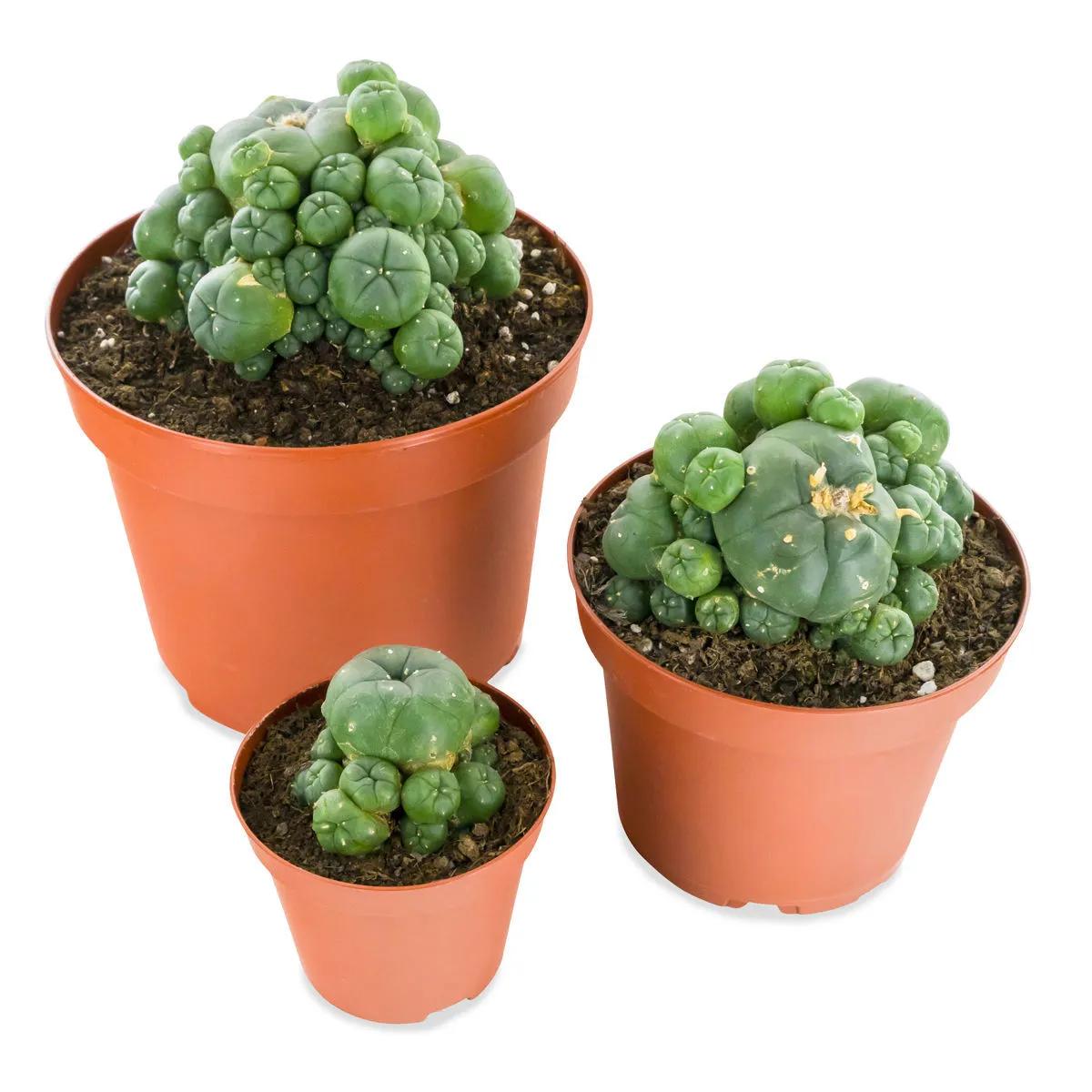 Peyote mit Ablegern