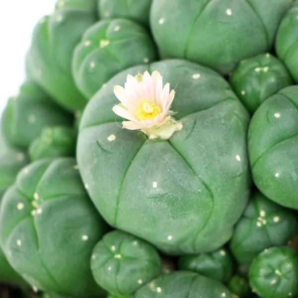 Peyote mit Ablegern