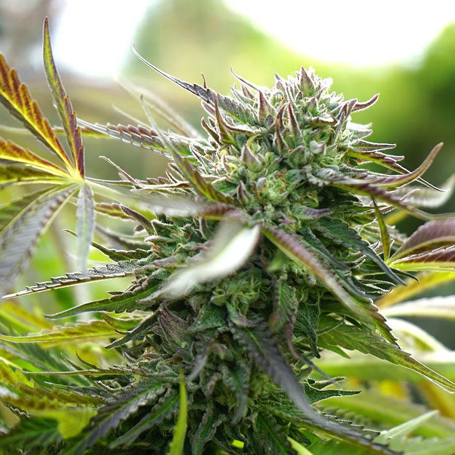 Pineapple Chem Auto (Humboldt Seed Organization)