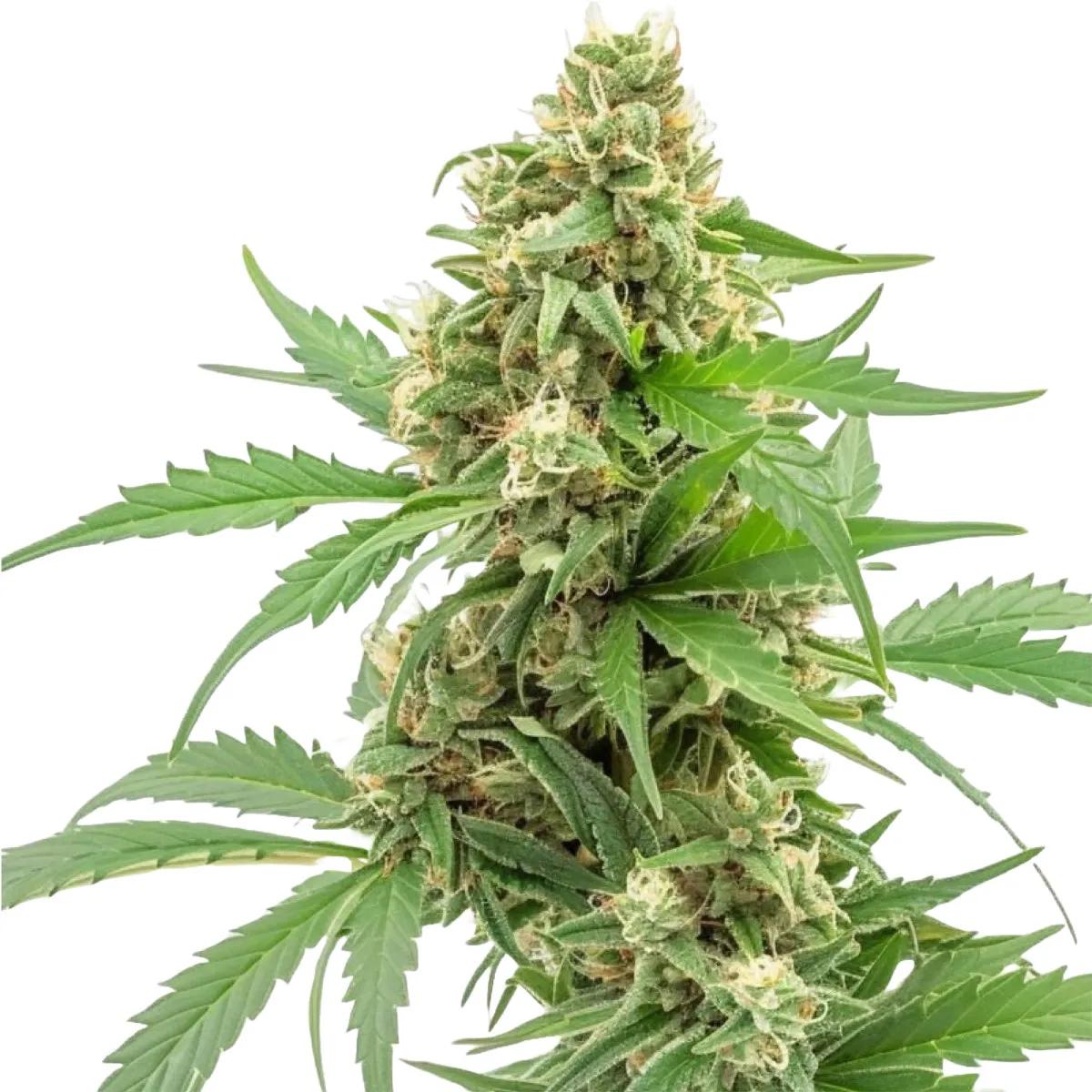 Pineapple Express