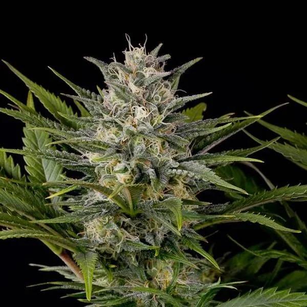 Pineapple Skunk