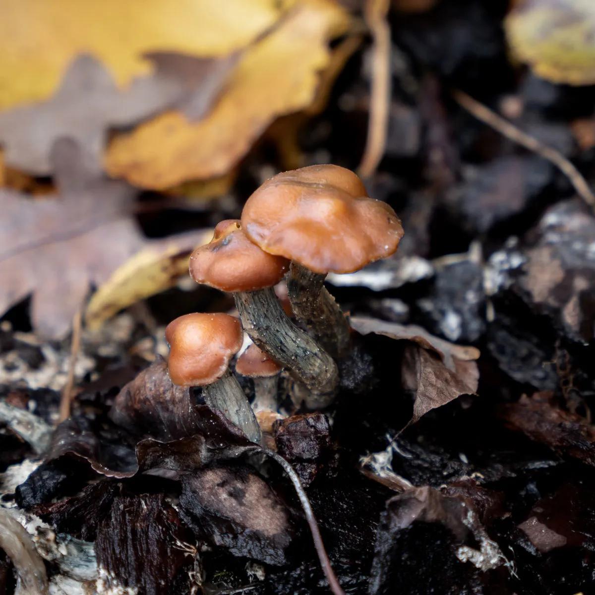 Psilocybe azurescens Flüssigkultur-Spritze (Acid Shroomz)