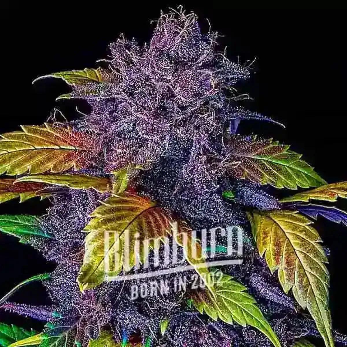 Purple Lemonade