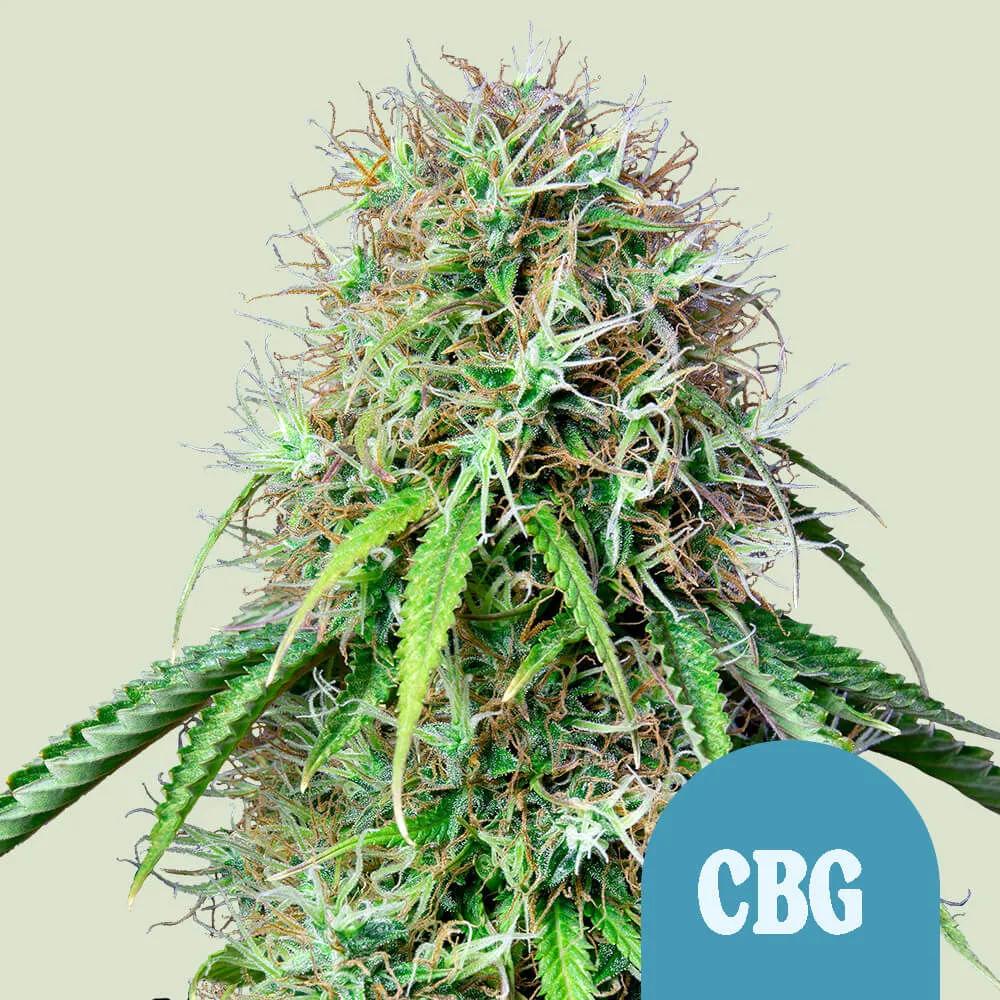 Royal CBG