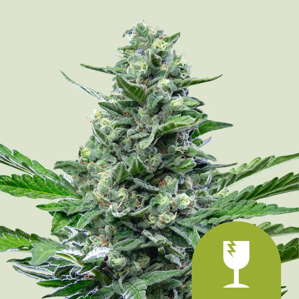 Royal Critical Autoflower
