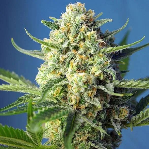 S.A.D. Auto