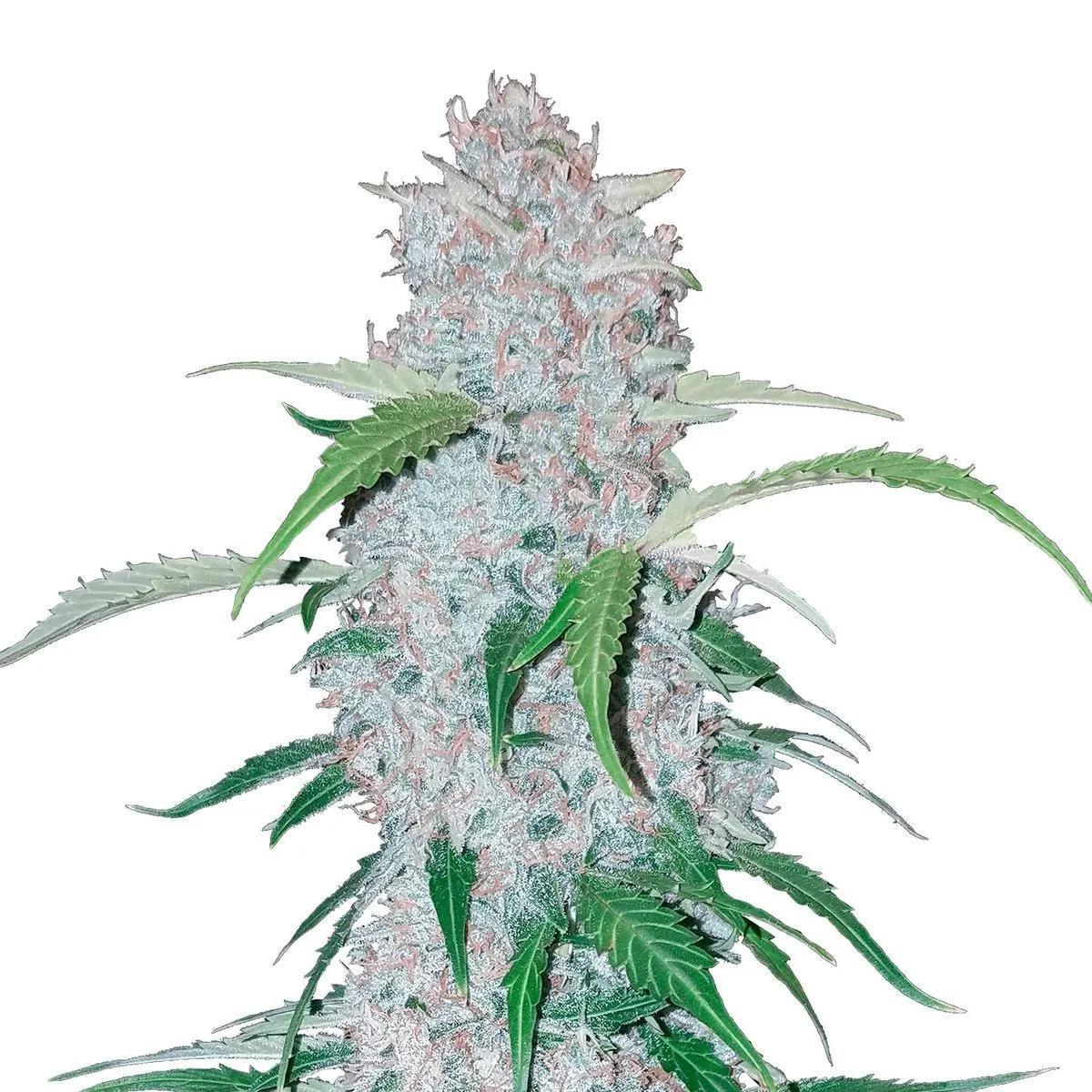 Six Shooter Auto