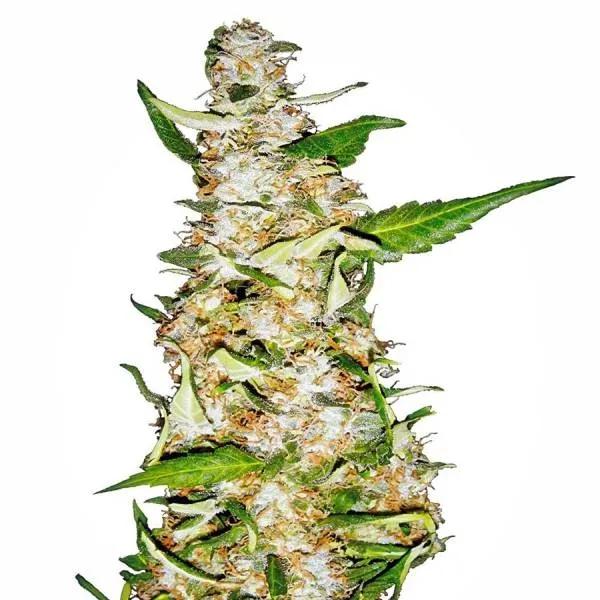 Skunk 1 Autoflower