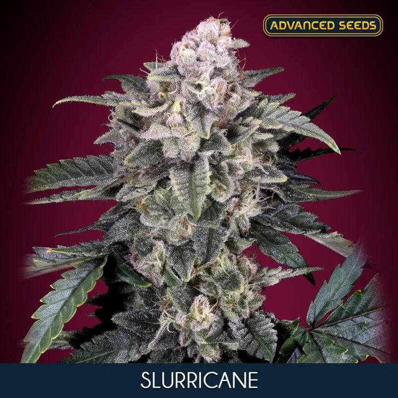 Slurricane