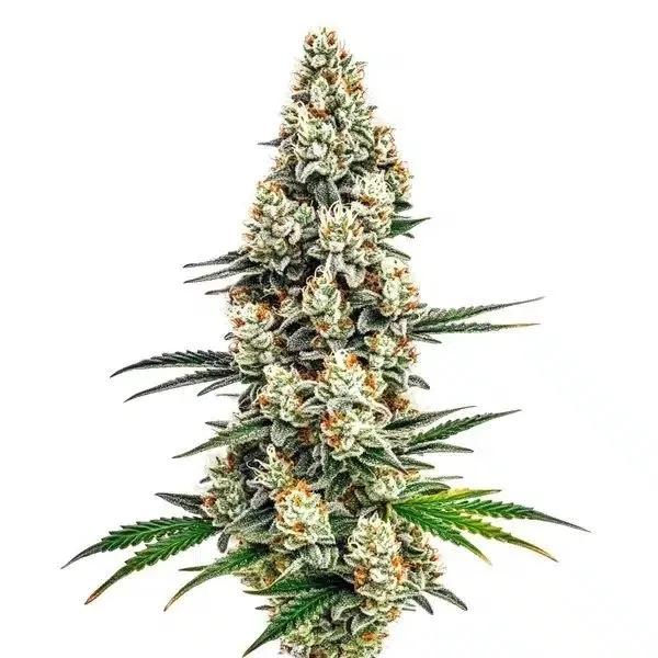 Stardawg