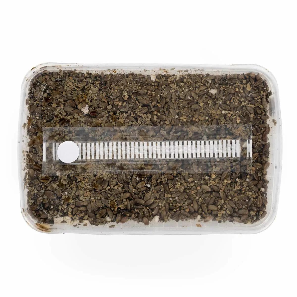 Steriles Substrat-Kit
