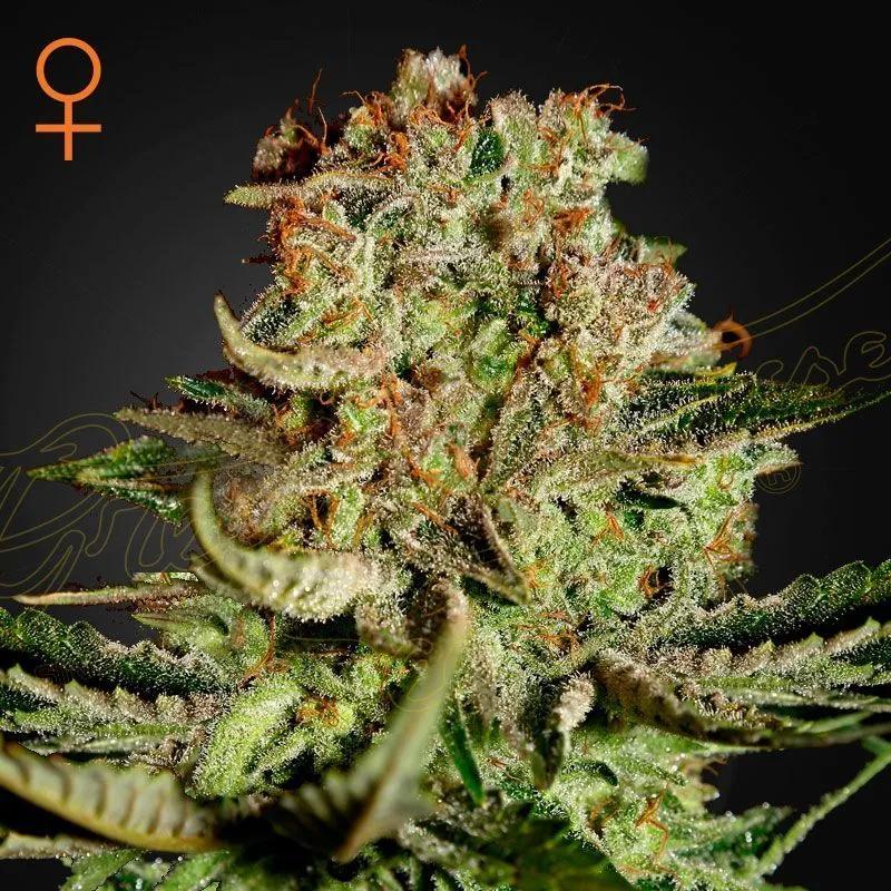 Super Critical