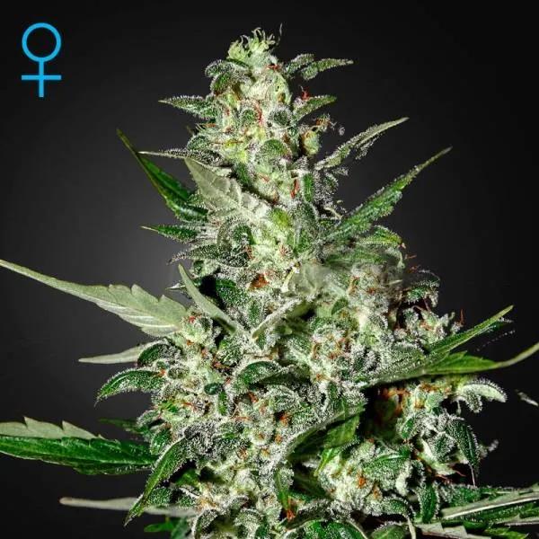 Super Critical Autoflowering