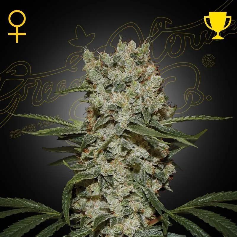 Super Silver Haze