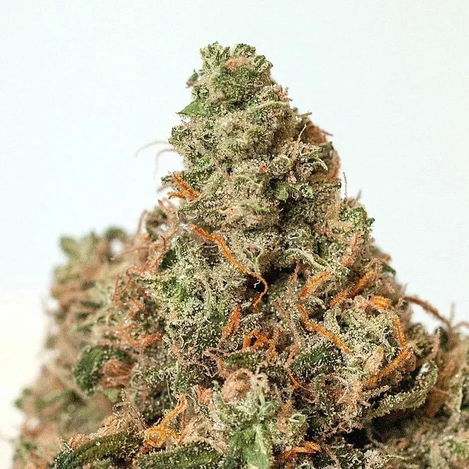 Supercheese