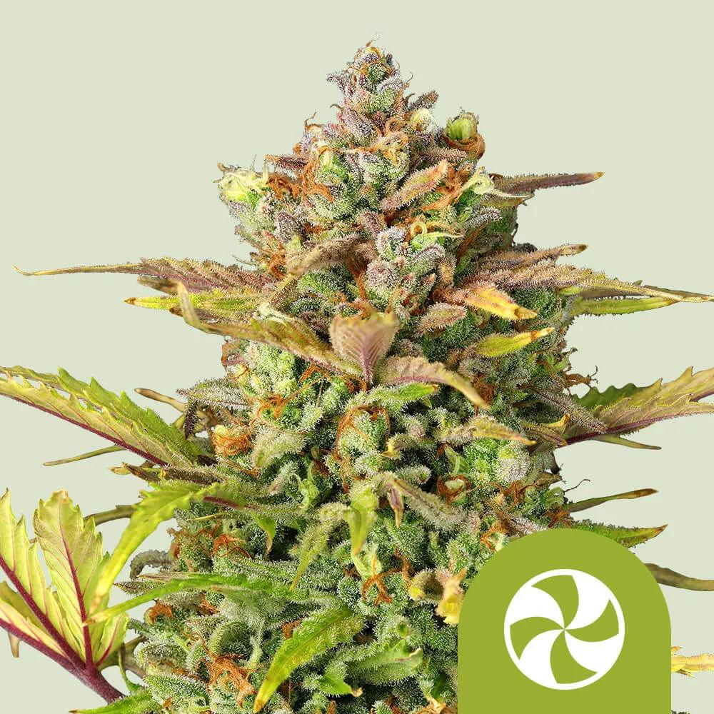 Sweet ZZ Autoflower