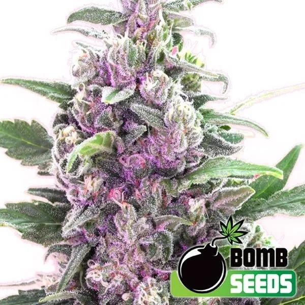 THC Bomb