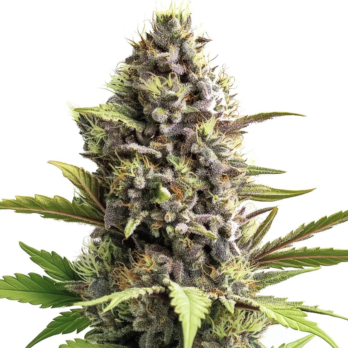 Trainwreck