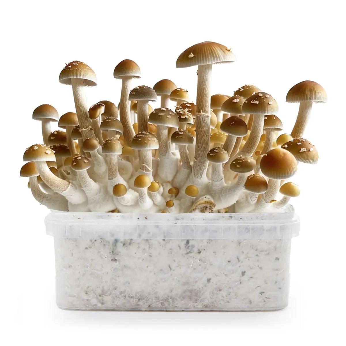 Treasure Coast Grow Kit