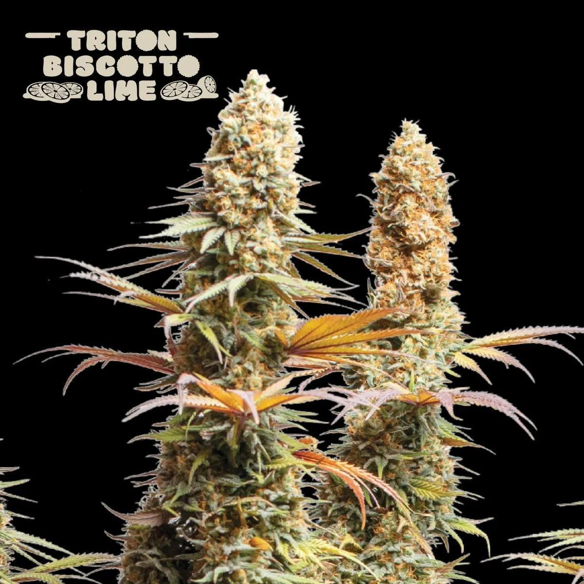Triton Biscotto Lime (Seedstockers)