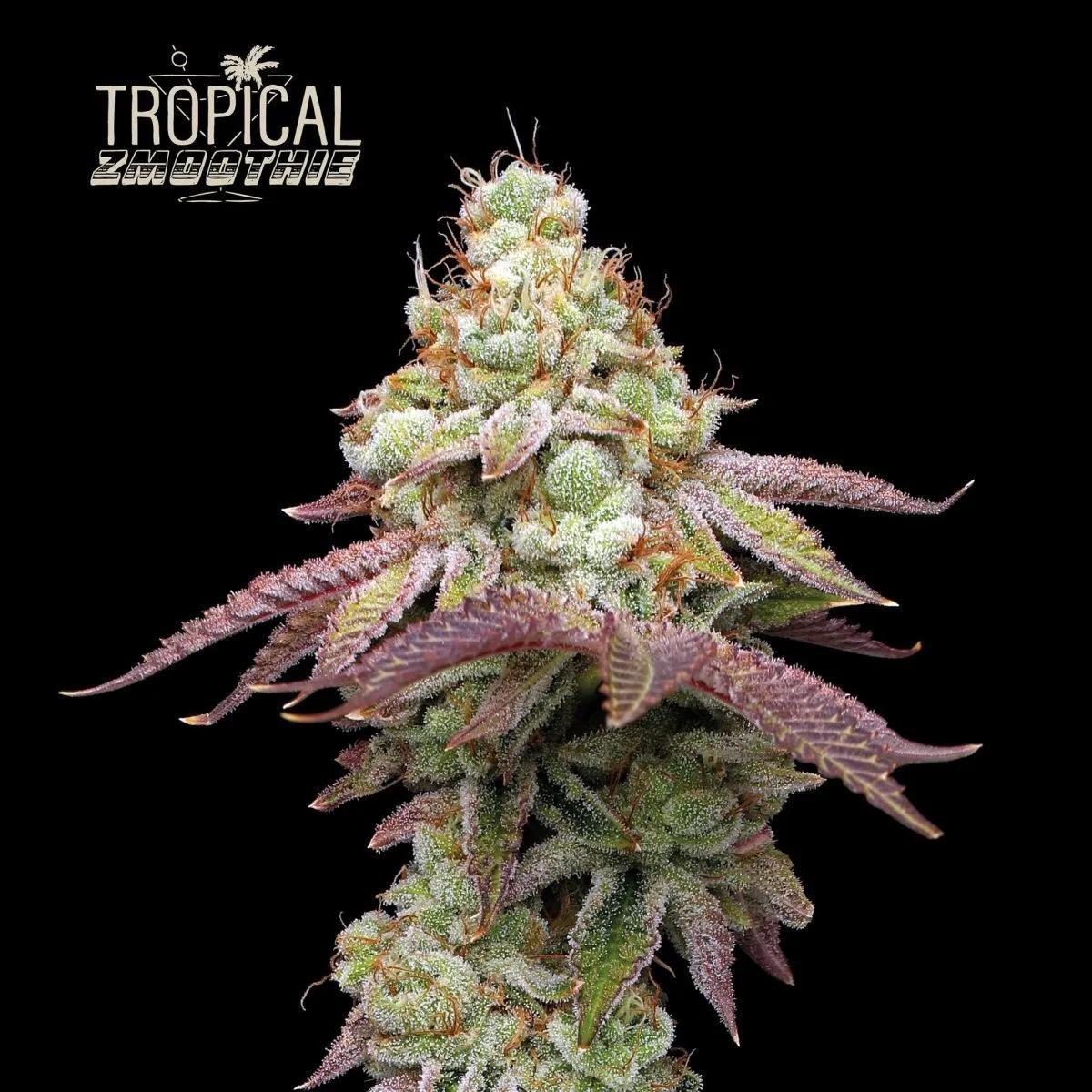 Tropical Zmoothie (Seedstockers)