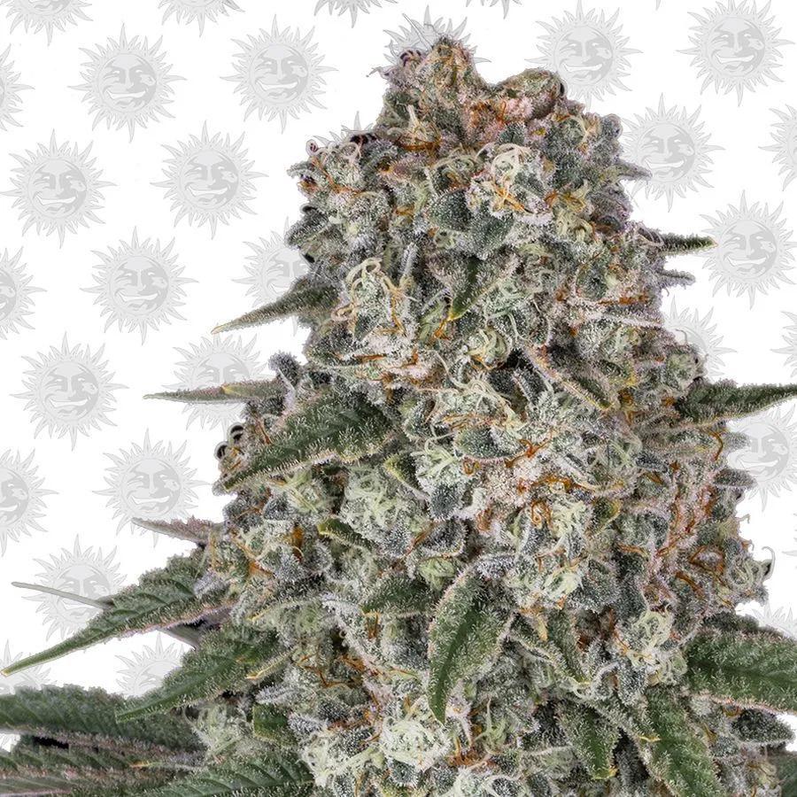 Tropicanna Banana